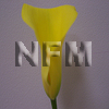 mini calla lilies wholesale yellow flowers